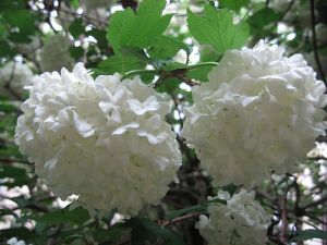 White pom pom tree flowers.jpg